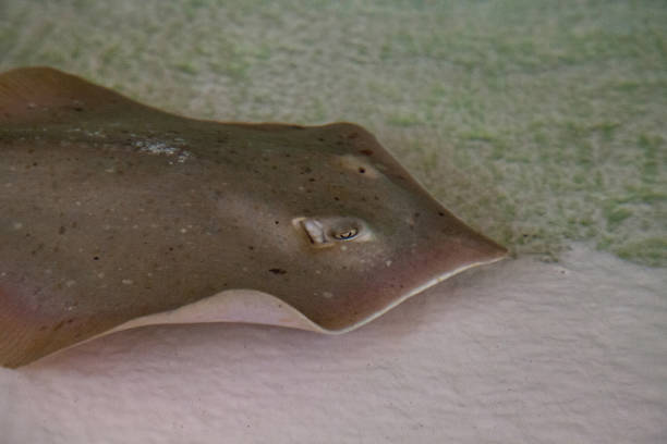istock Pointed-nose stingray Himantura jenkinsii s 1003246244