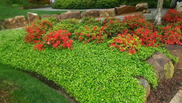 istock Landscaping and Gardening 18 1003248872