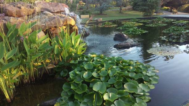 istock Landscaping and Gardening 20 1003251786