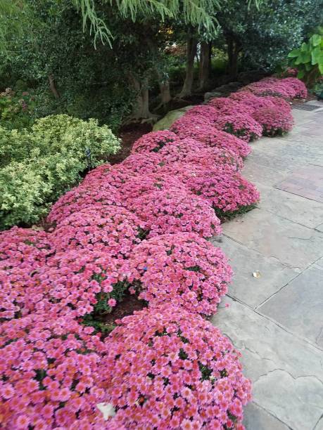 istock Landscaping and Gardening 20 1003251992