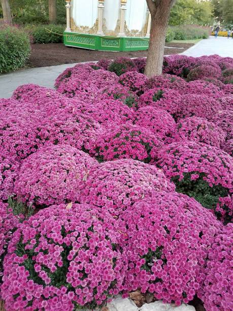 istock Landscaping and Gardening 20 1003252010