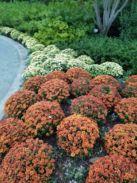 istock Landscaping and Gardening 20 1003252020