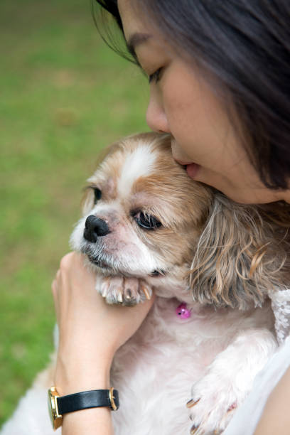 istock Asian young lady with her Shih Tze dog 1003254386