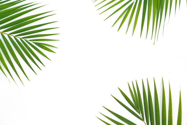 istock Copy space composition of tropical palm leaves on white background. Flat lay, top view. 1003254710