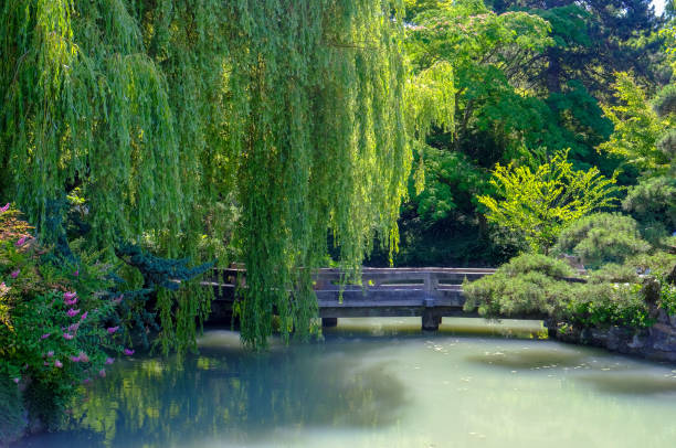The Chinese Garden in Vancouver, with a wooden bridge across the jade-colored pond.