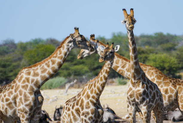 istock Group of giraffe near desert waterhole 1003265702