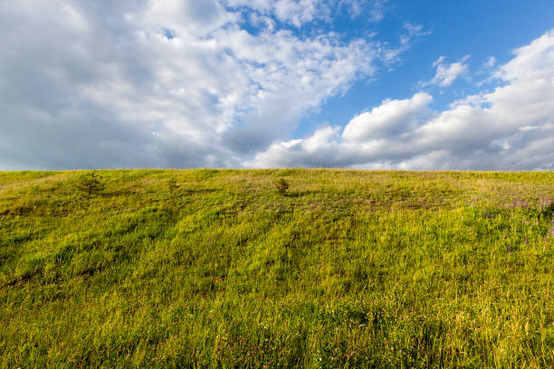 istock field of green grass 1003265710
