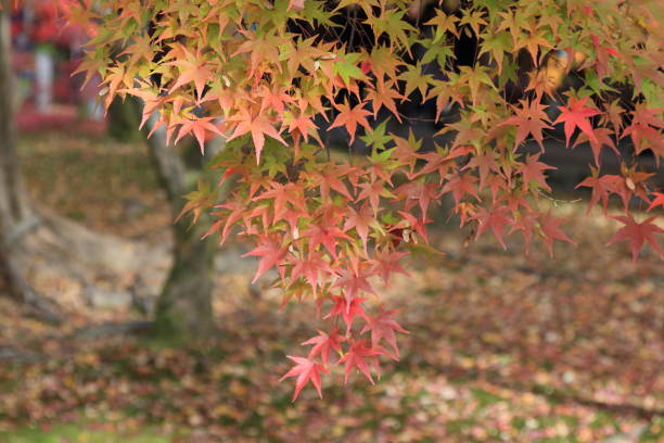 istock autumn leaves Kyoto 2 1003266234