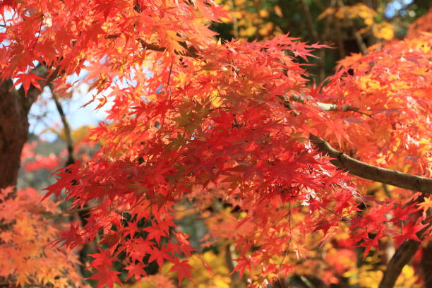 istock autumn leaves Kyoto 2 1003266612