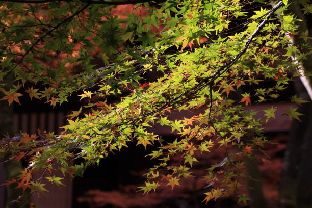 istock autumn leaves Kyoto 2 1003266624