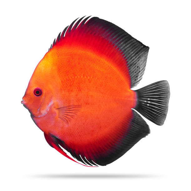 Discus fish isolated on white background. Pompadour. ( Clipping path ) Discus fish isolated on white background. Pompadour. ( Clipping path ) pompadour fish stock pictures, royalty-free photos & images