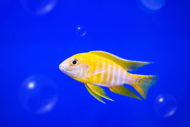 Cichlids fish on underwater background with bubbles. Yellow colors. Cichlids fish on underwater background with bubbles. Yellow colors. blue ram fish stock pictures, royalty-free photos & images