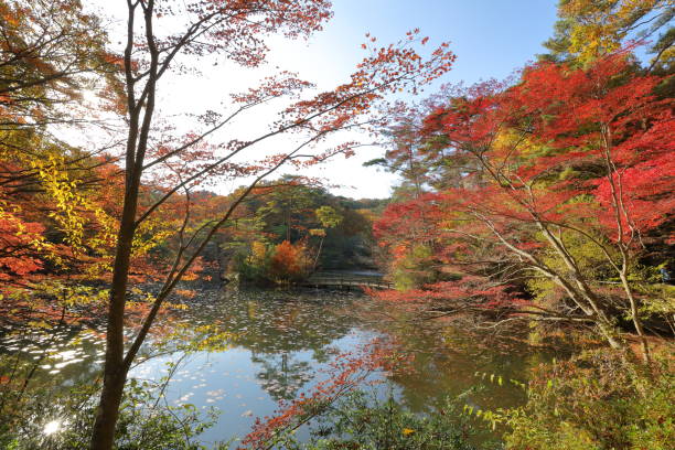 istock autumn leaves Kobe 1 1003269270