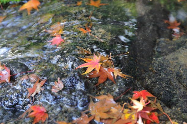 istock autumn leaves Osaka 1 1003269522