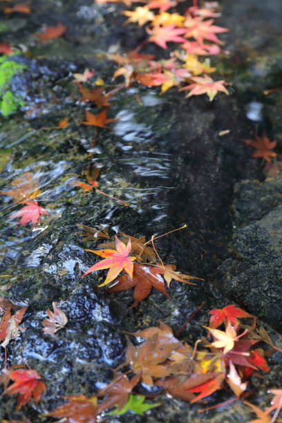 istock autumn leaves Osaka 1 1003269530