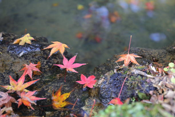 istock autumn leaves Osaka 1 1003269702