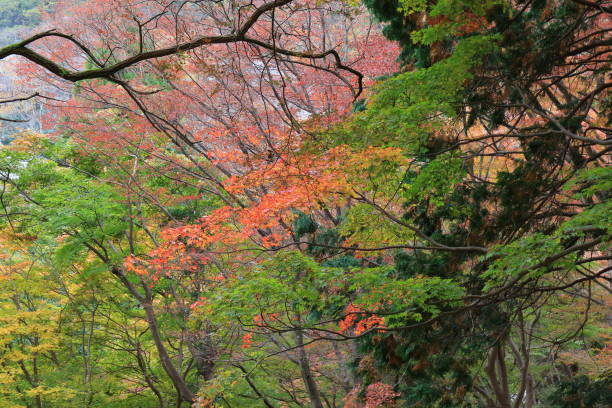 istock autumn leaves Kyoto 3 1003272520