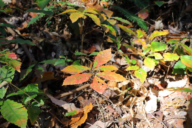 istock autumn leaves Osaka 2 1003275254