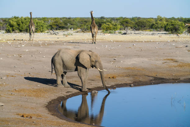 éléphant à trou d’eau dans le parc national d’etosha, namibie - parc national detosha photos et images de collection