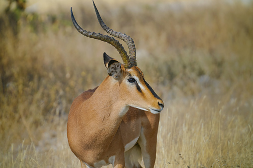 Impala portrait looking to left profile of head and horns  in Namibia grassland.