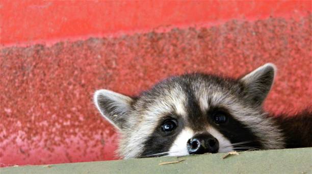 istock Baby raccoon peaks looking at me 1003278810