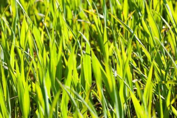 травинка - long leaf grass blade of grass стоковые фото и изображения