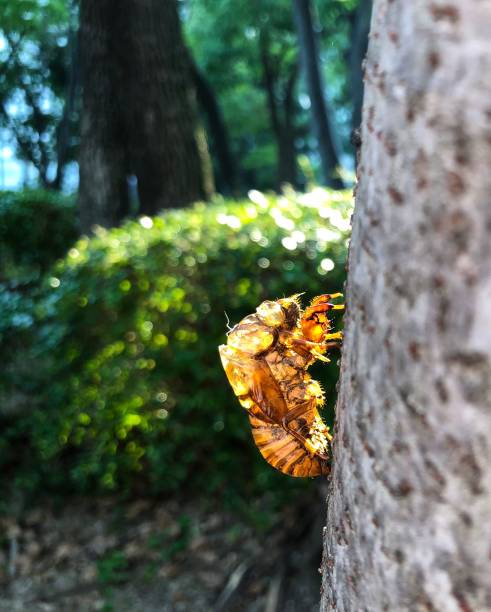 istock Cicada nymph shell glowing in the afternoon sun 1003294936