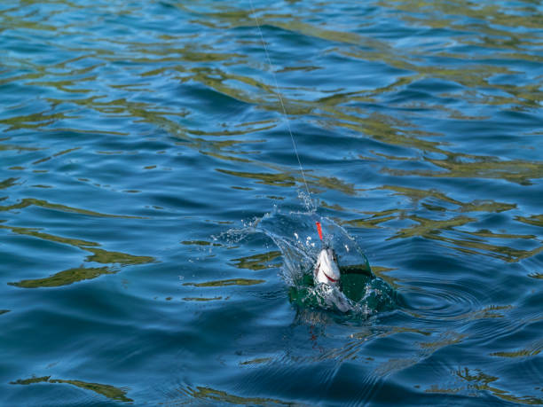 istock Rainbow Trout Hooked Lure Caught Oncorhynchus mykiss 1003297368
