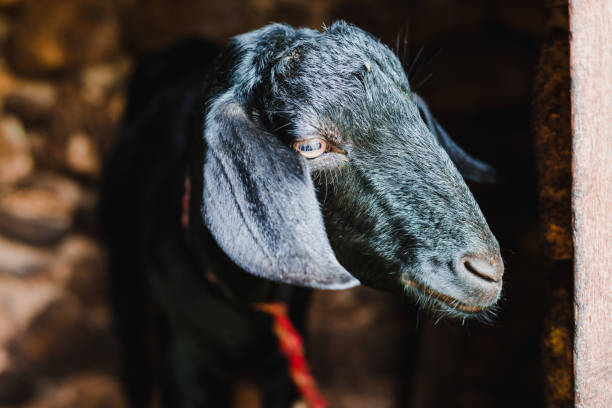istock Cute Asian Black Goat from Himalayas 1003300138