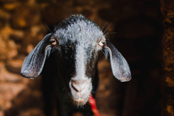 istock Cute Asian Black Goat from Himalayas 1003300158