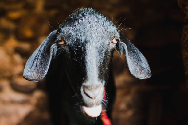 istock Cute Asian Black Goat from Himalayas 1003300160