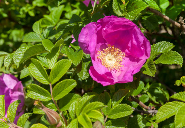 istock red flower of a dogrose 1003303020