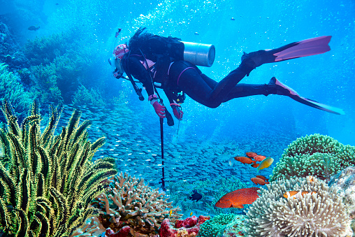 beautiful underwater world scuba drive with coral reef in the deep blue ocean with colorful fish and marine life