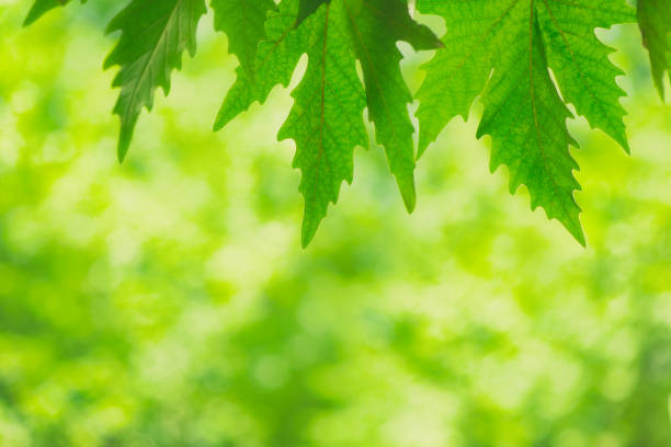 Nature green leaves background. Abstract blurred bokeh effect.