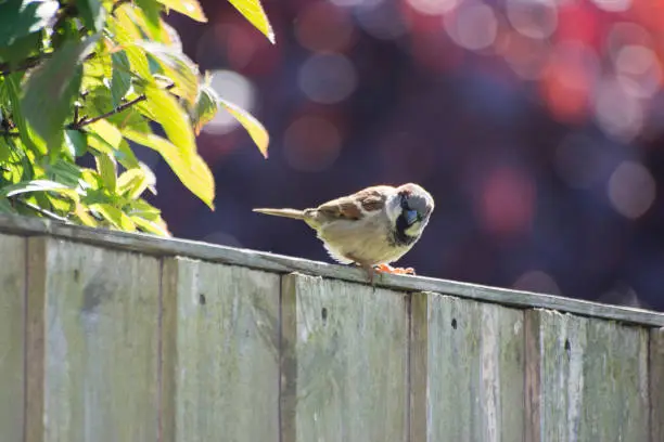 Photo of Sparrow on a garden fence