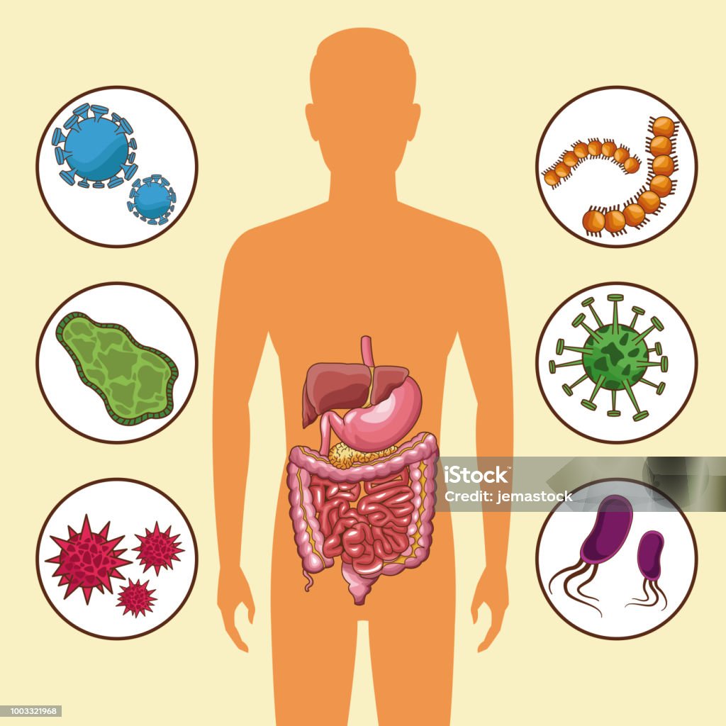 Intestine System Vector Digestive System Concept Stock Illustration - Download Image Now ...