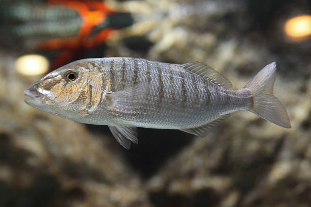 istock Umbrina cirrosa - shi drum - Ombrina 1003322564