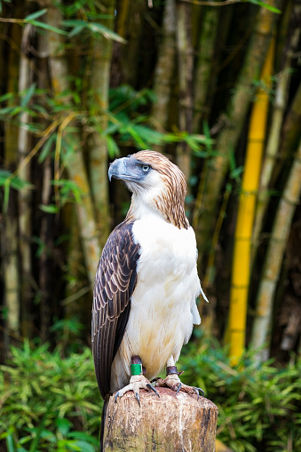 Great Philippines eagle also know as monkey eating eagle is one of the strongest eagle