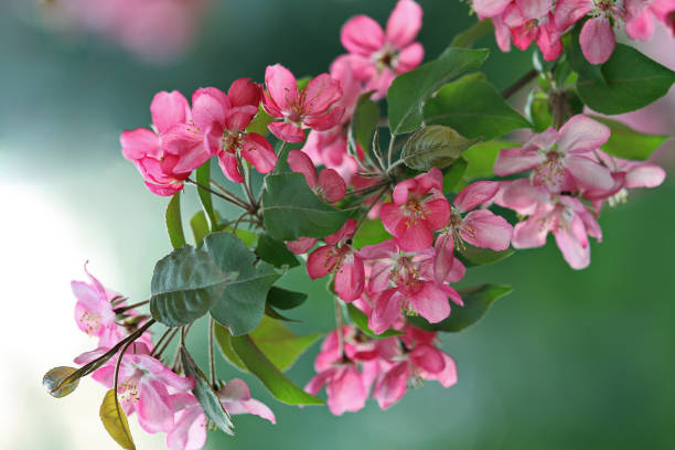istock flowering branch of a fruit tree, pink cherry flowers on a white 1003332056