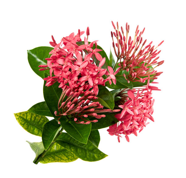istock Ixora coccinea flower, Pink ixora with leaves isolated on white background, with clipping path 1003339122