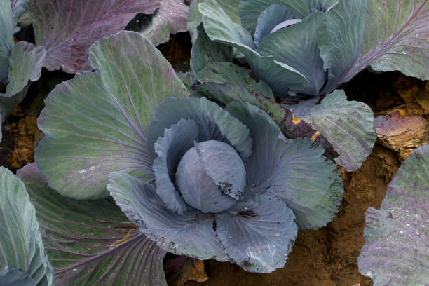 istock Red cabbage of fresh harvest 1003339490