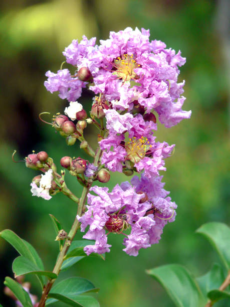 rama con brotes y flores abiertas suavemente púrpura - 2838 fotografías e imágenes de stock