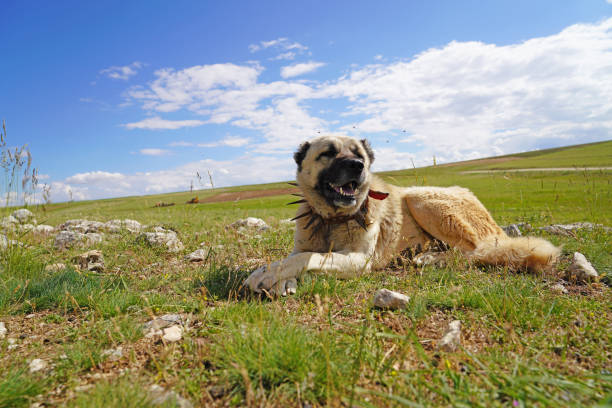 Anatolian shepherd dog with spiked iron collar lying on pasture. (Spiked iron collar   protects the necks of dog against wolf. Anatolian shepherd dog with spiked iron collar lying on pasture. (Spiked iron collar   protects the necks of dog against wolf. kangal dog stock pictures, royalty-free photos & images