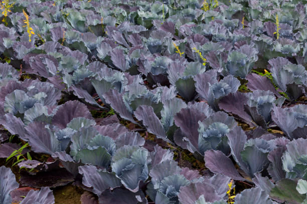 istock Red cabbage of fresh harvest 1003339888