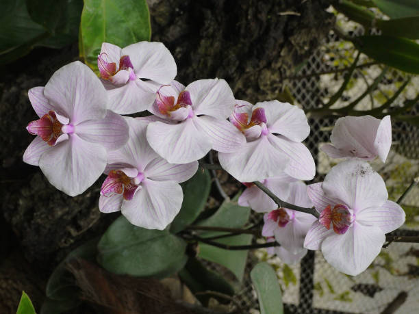 um ramo com flores delicadas da orquídea tropical admira th - 3097 - fotografias e filmes do acervo