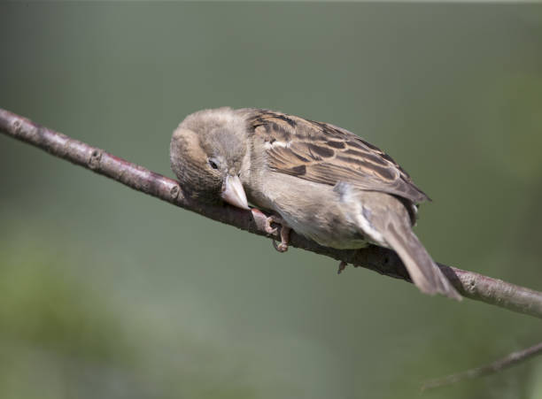 Female House sparrow perched on a branch and preening its feathers.