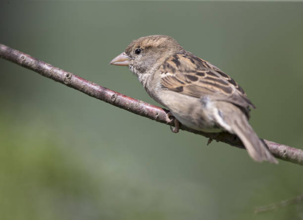 istock Female House sparrow perched on a branch. 1003346688