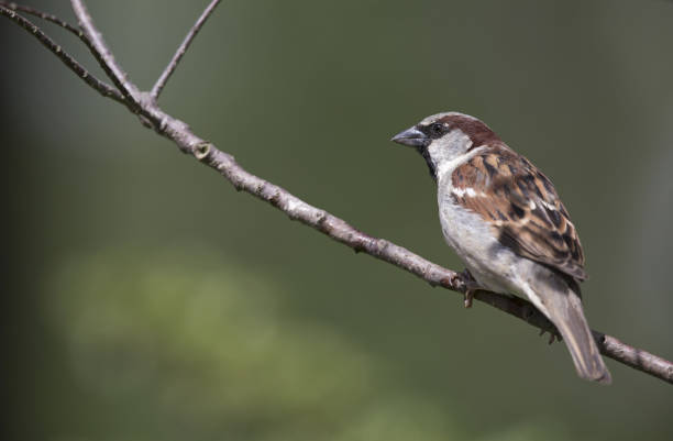 istock Male House sparrow perched on a branch. 1003346834