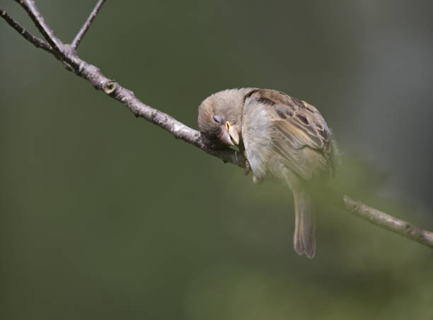 istock Female House sparrow perched on a branch and preening its feathers. 1003347144