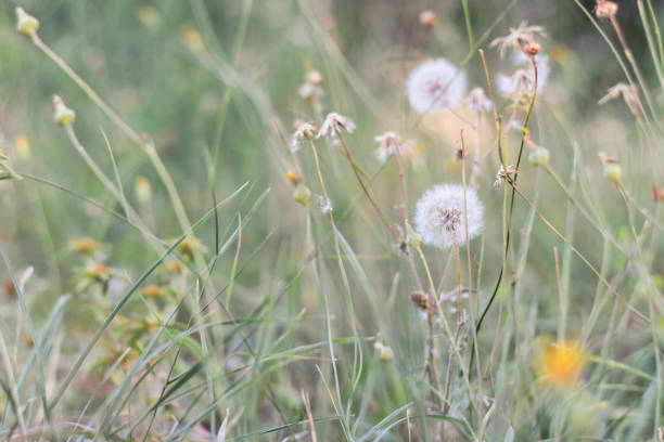 istock Beautiful small yellow flowers, grass land, background 1003347396